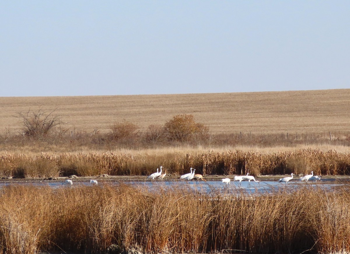 Whooping Crane - ML643543363