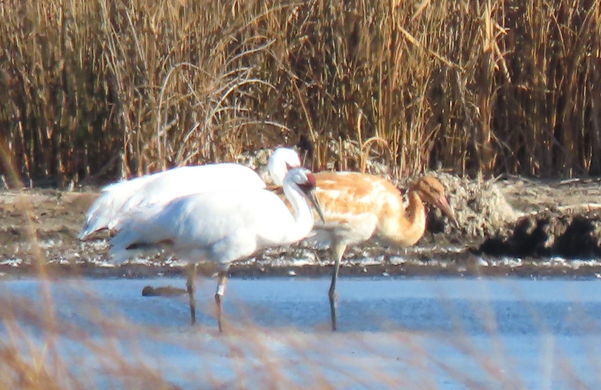 Whooping Crane - ML643543364