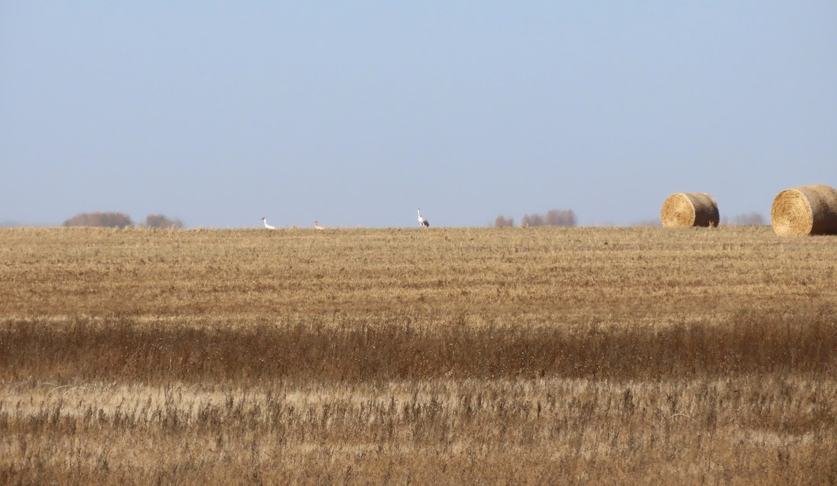Whooping Crane - ML643543365