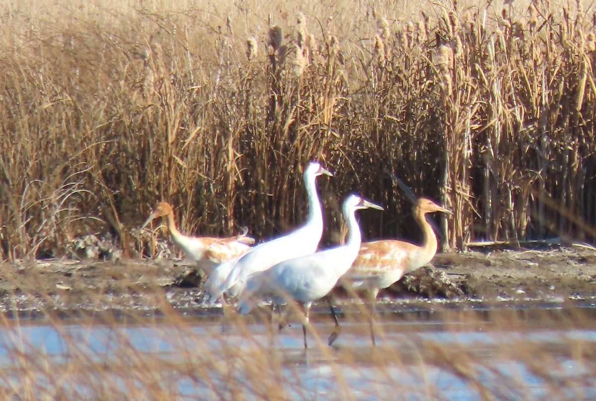 Whooping Crane - ML643543366