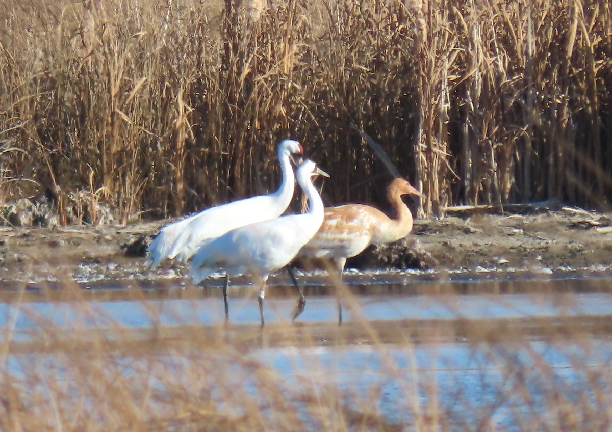 Whooping Crane - ML643543367