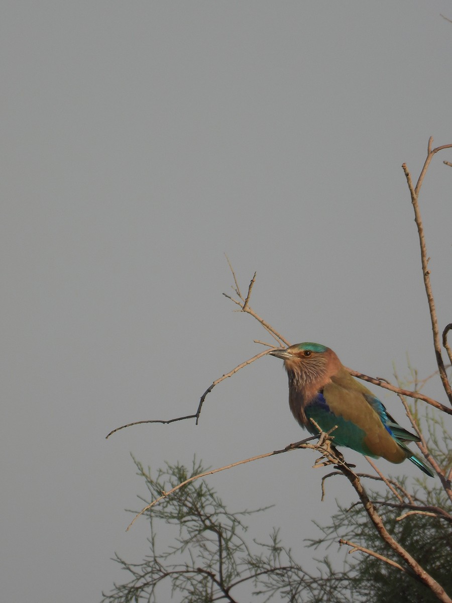 mandelík indický - ML643543374