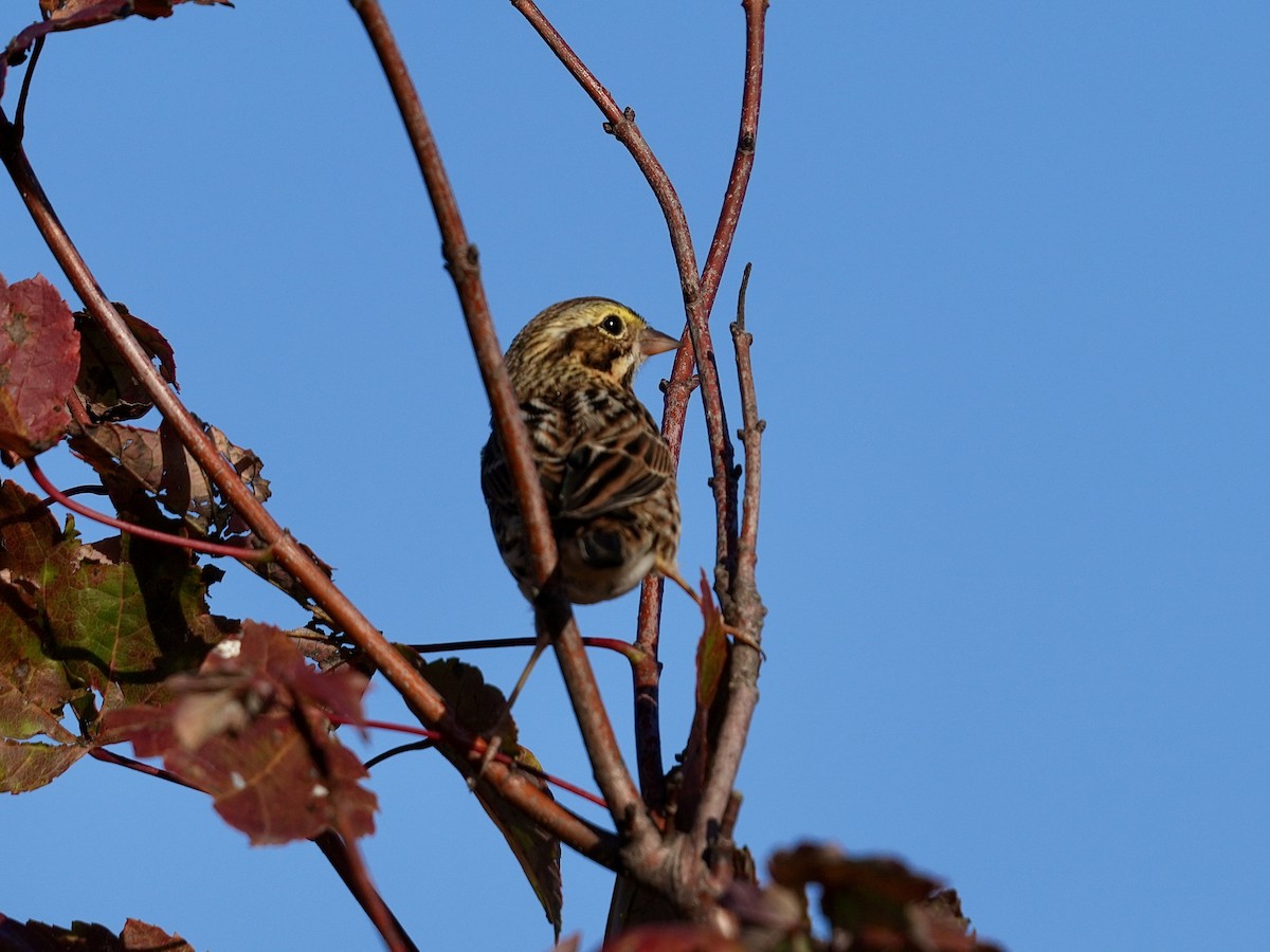 Savannah Sparrow - ML643543397