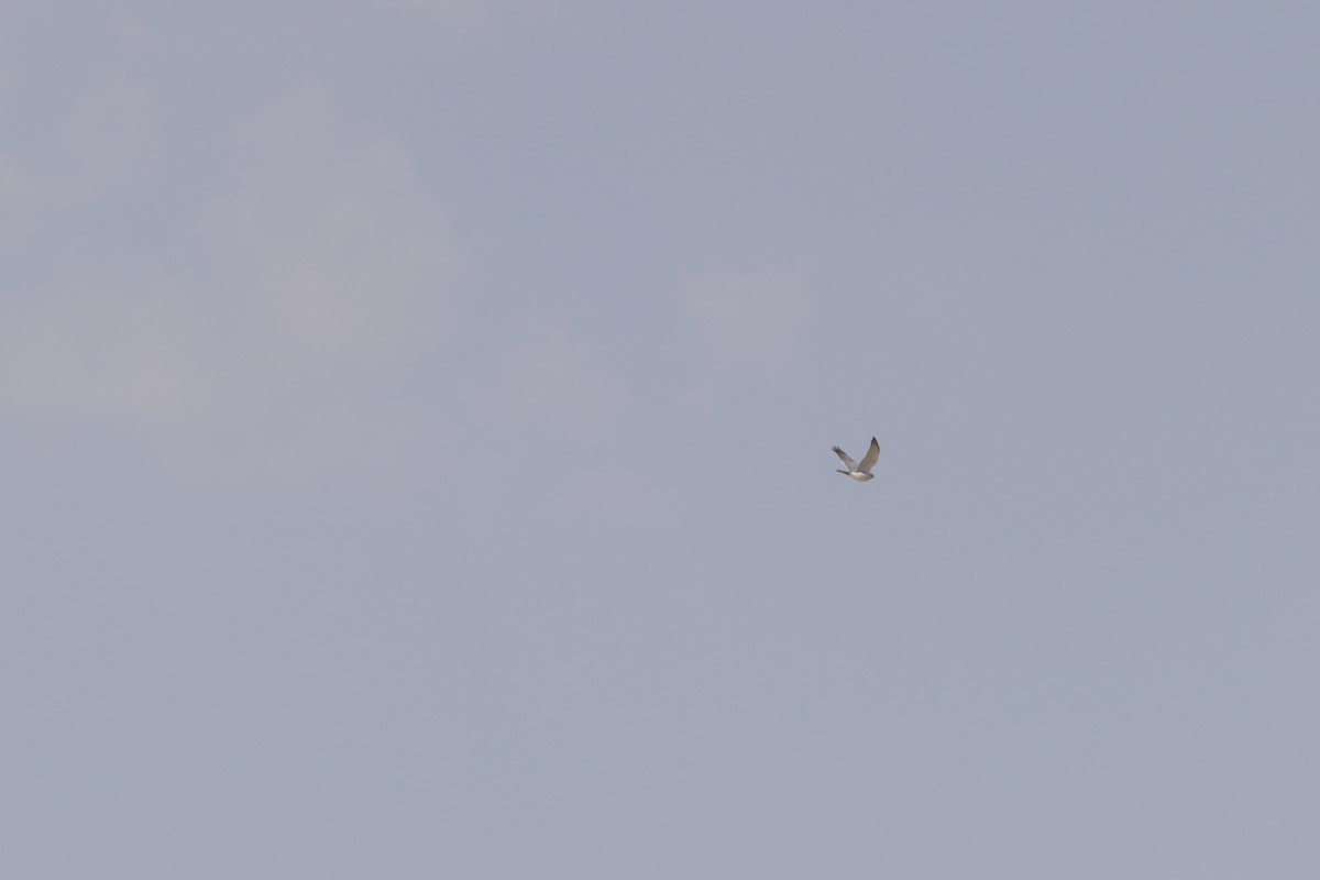 Gabar Goshawk - ML643543412