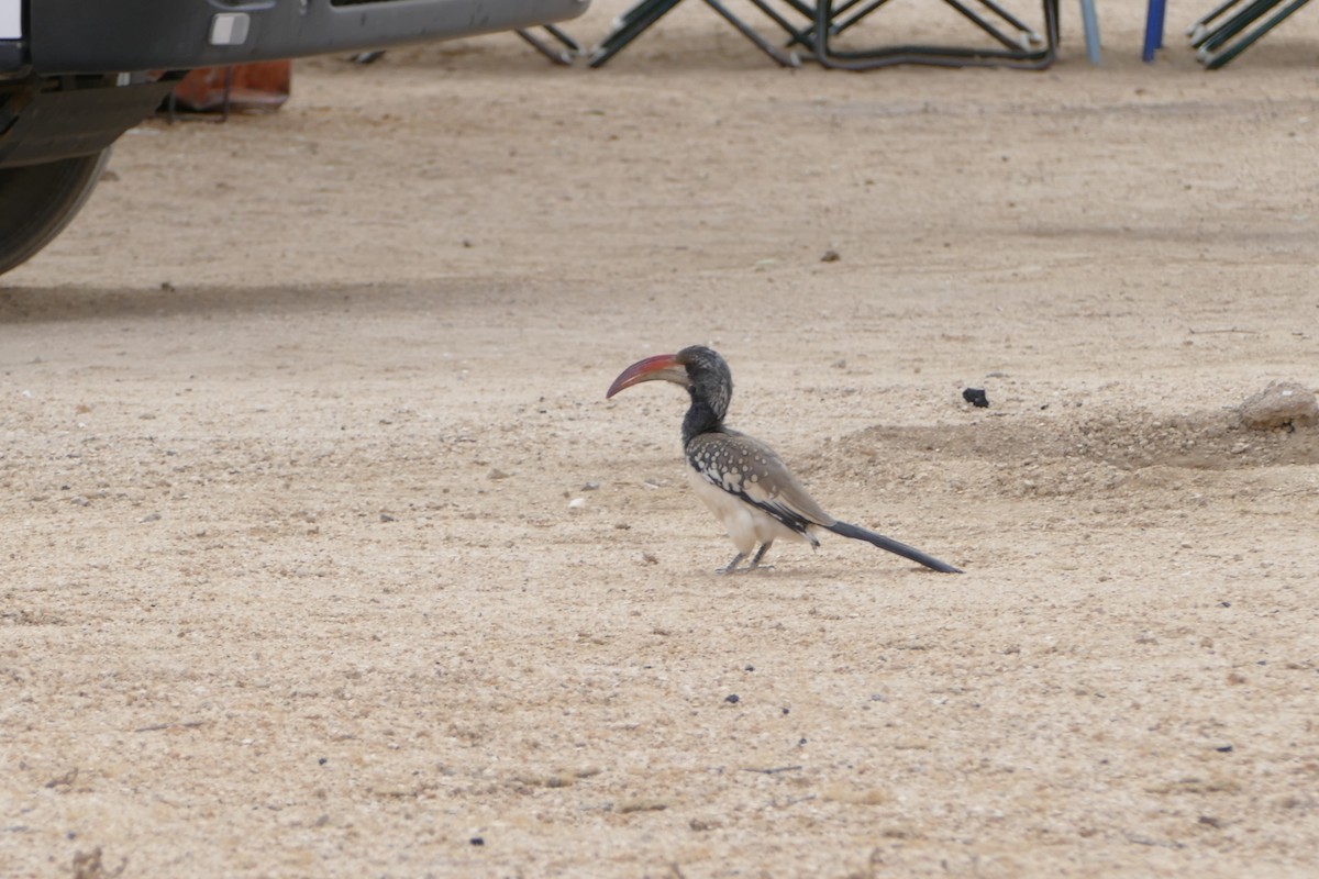 Monteiro's Hornbill - ML643543415