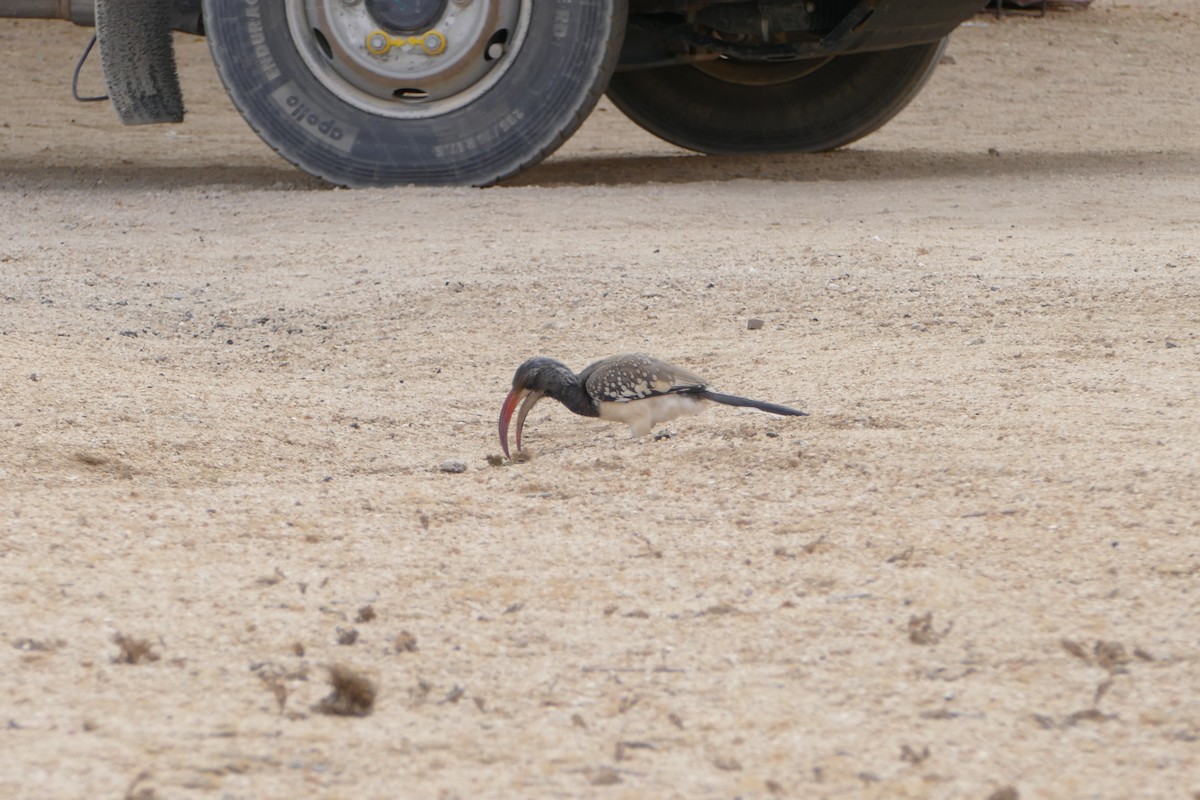 Monteiro's Hornbill - ML643543416