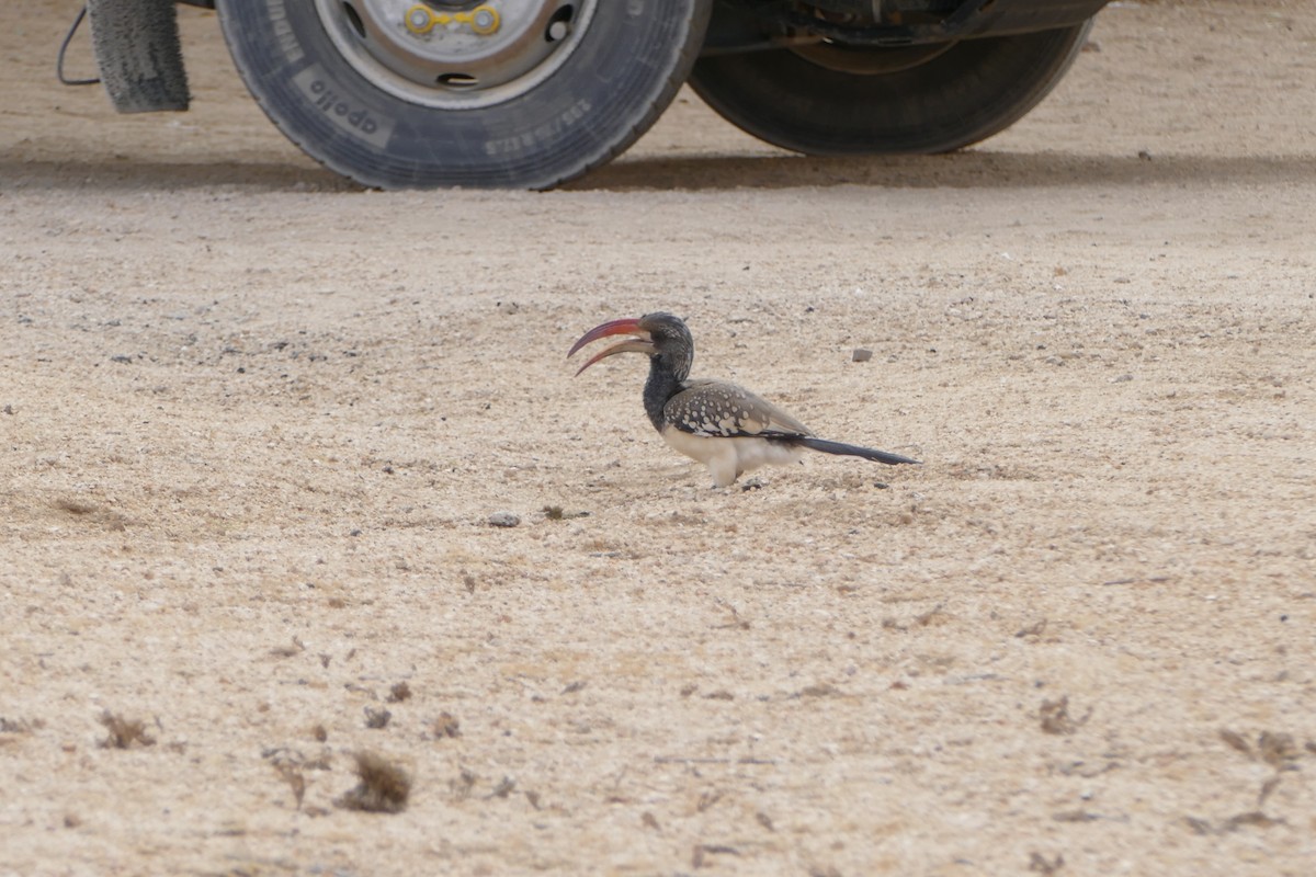 Monteiro's Hornbill - ML643543417