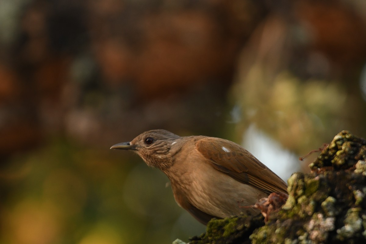 Pale-breasted Thrush - ML643543425