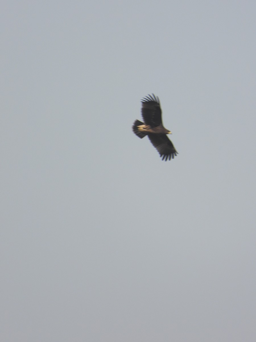 orel stepní - ML643543426