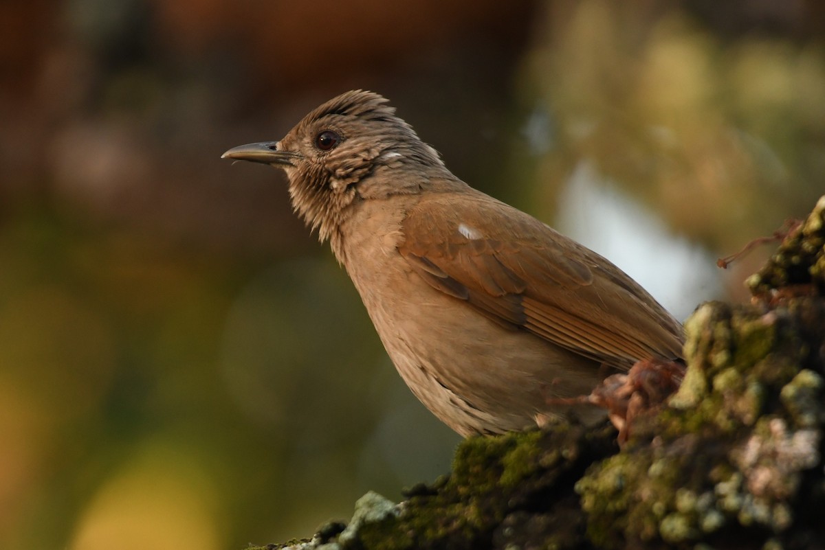 Pale-breasted Thrush - ML643543437