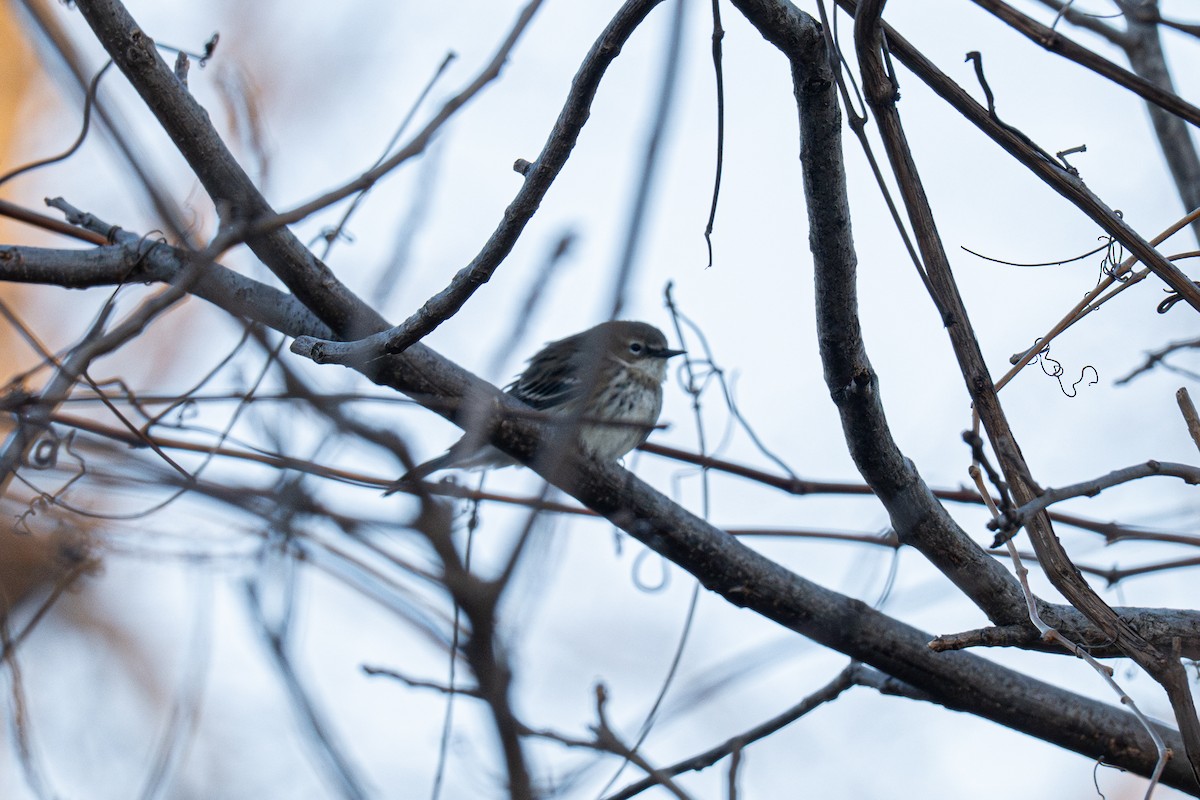 Yellow-rumped Warbler - ML643543449