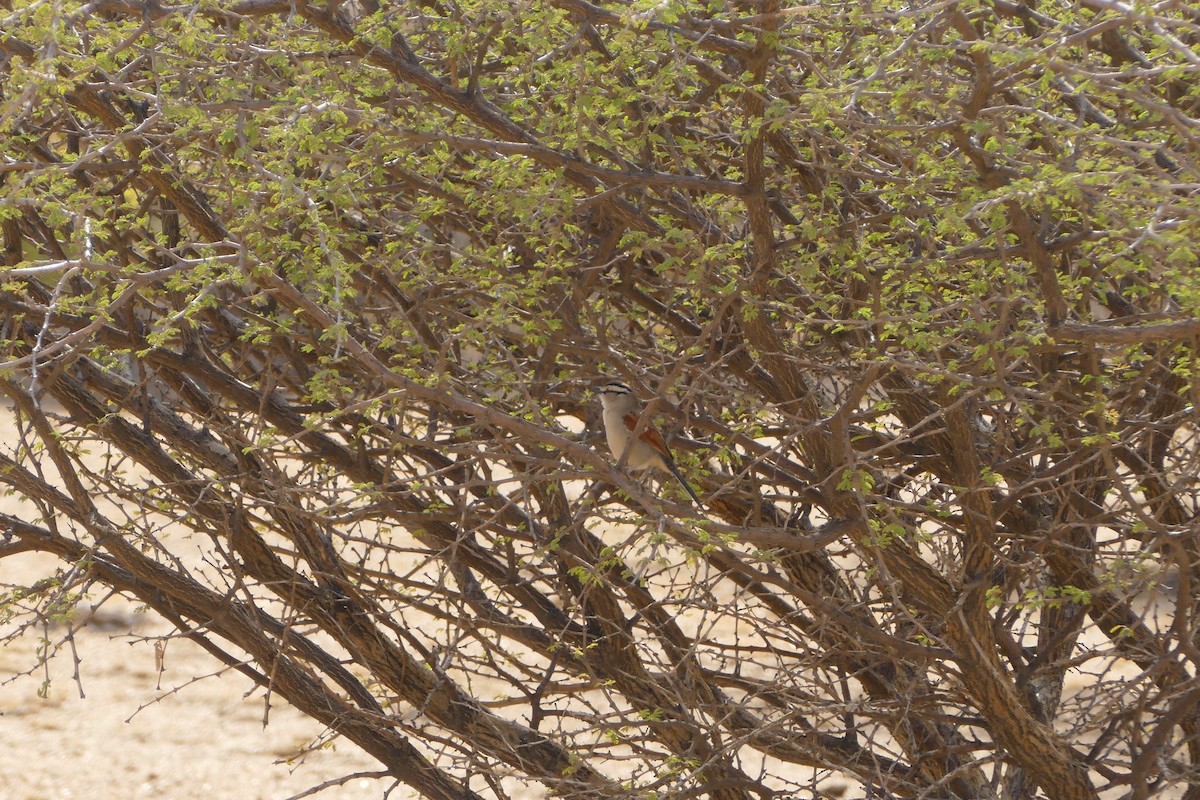 Brown-crowned Tchagra - ML643543452
