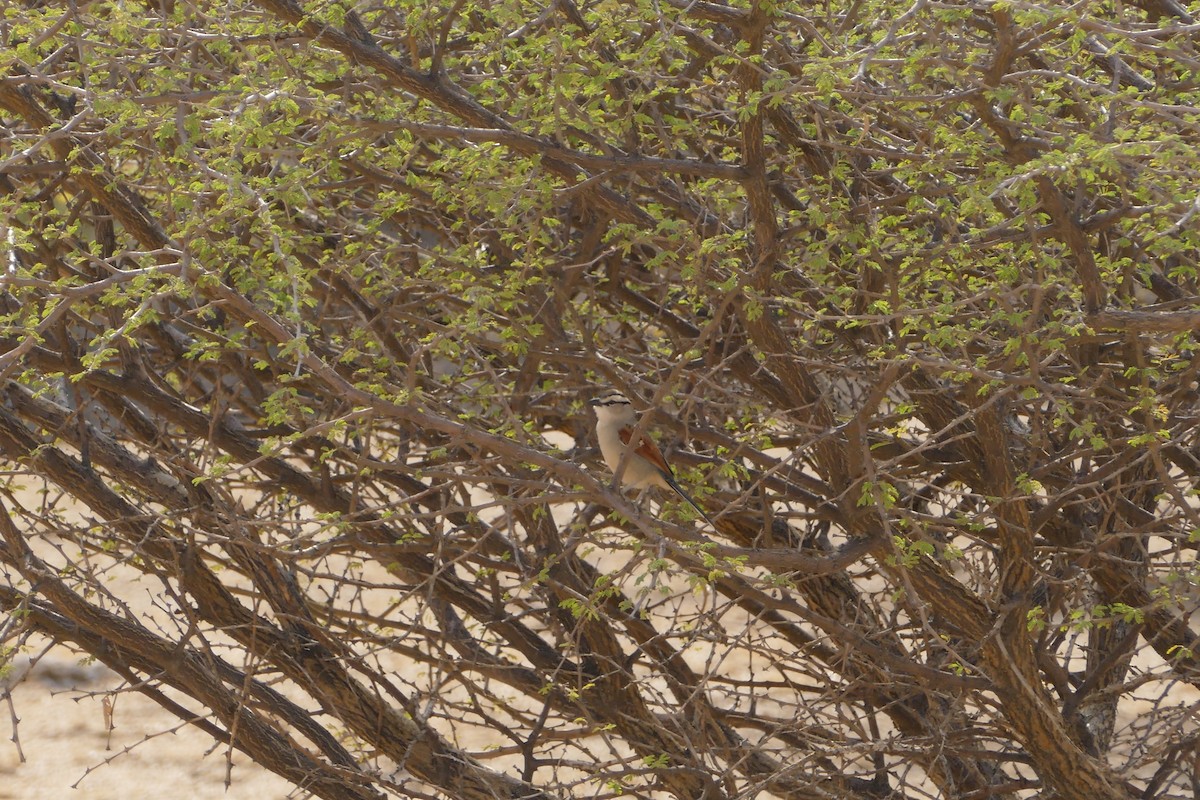 Brown-crowned Tchagra - ML643543453