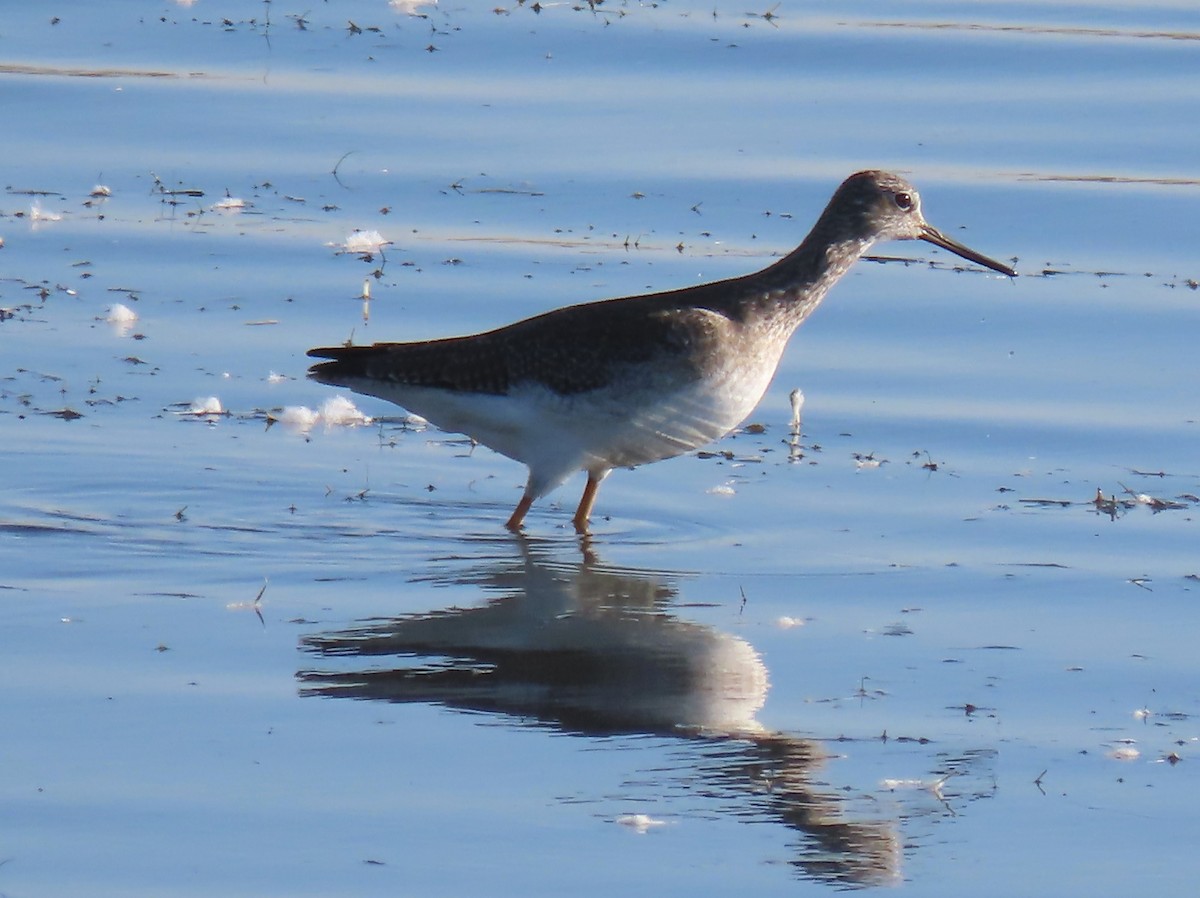 Greater Yellowlegs - ML643543454