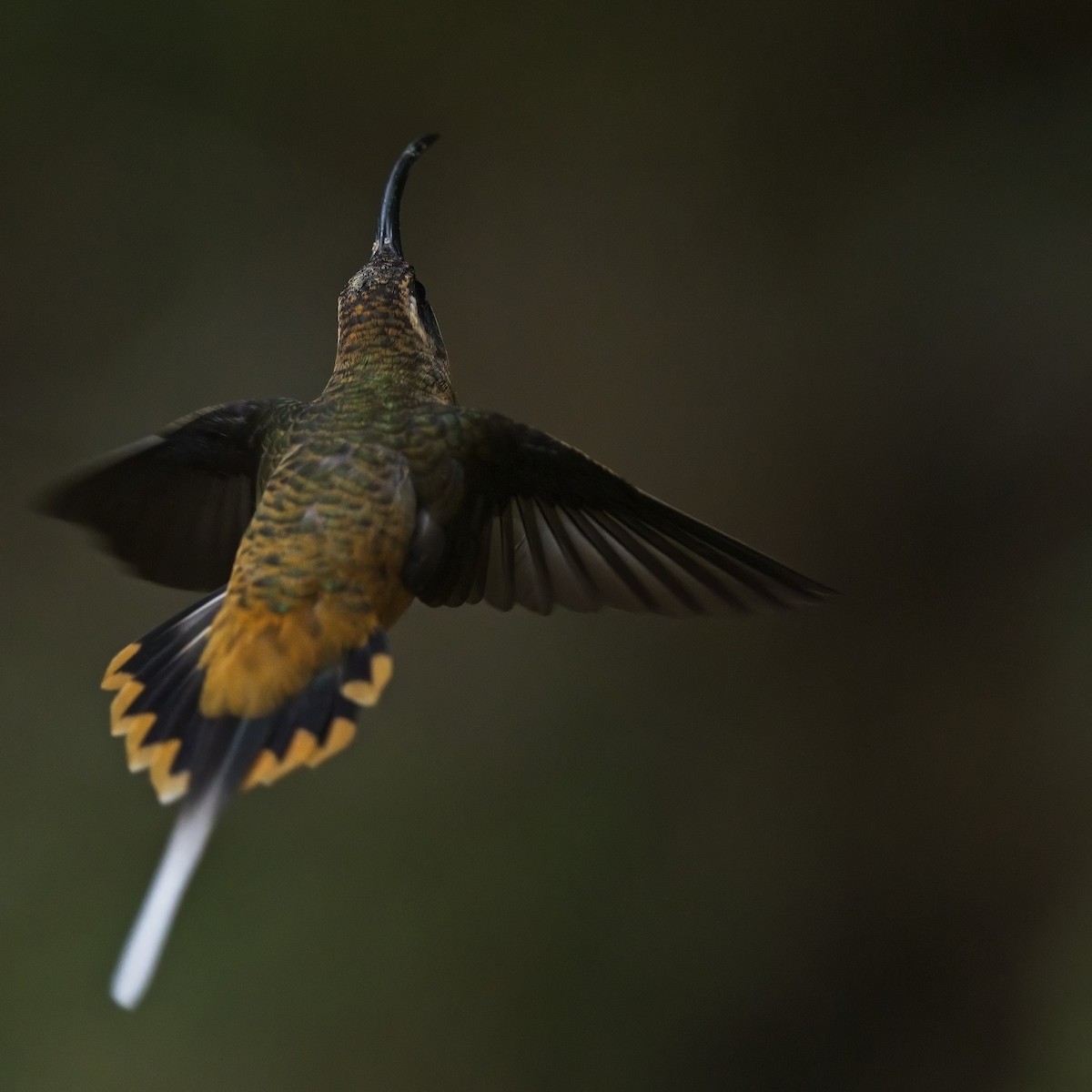 Tawny-bellied Hermit - ML643543458
