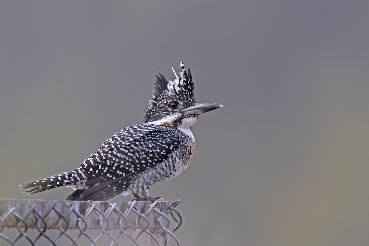 Crested Kingfisher - ML643543468
