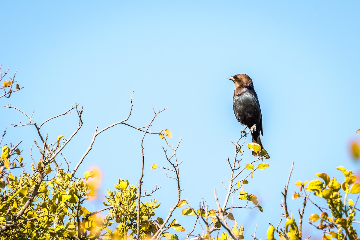 Brown-headed Cowbird - ML643543481