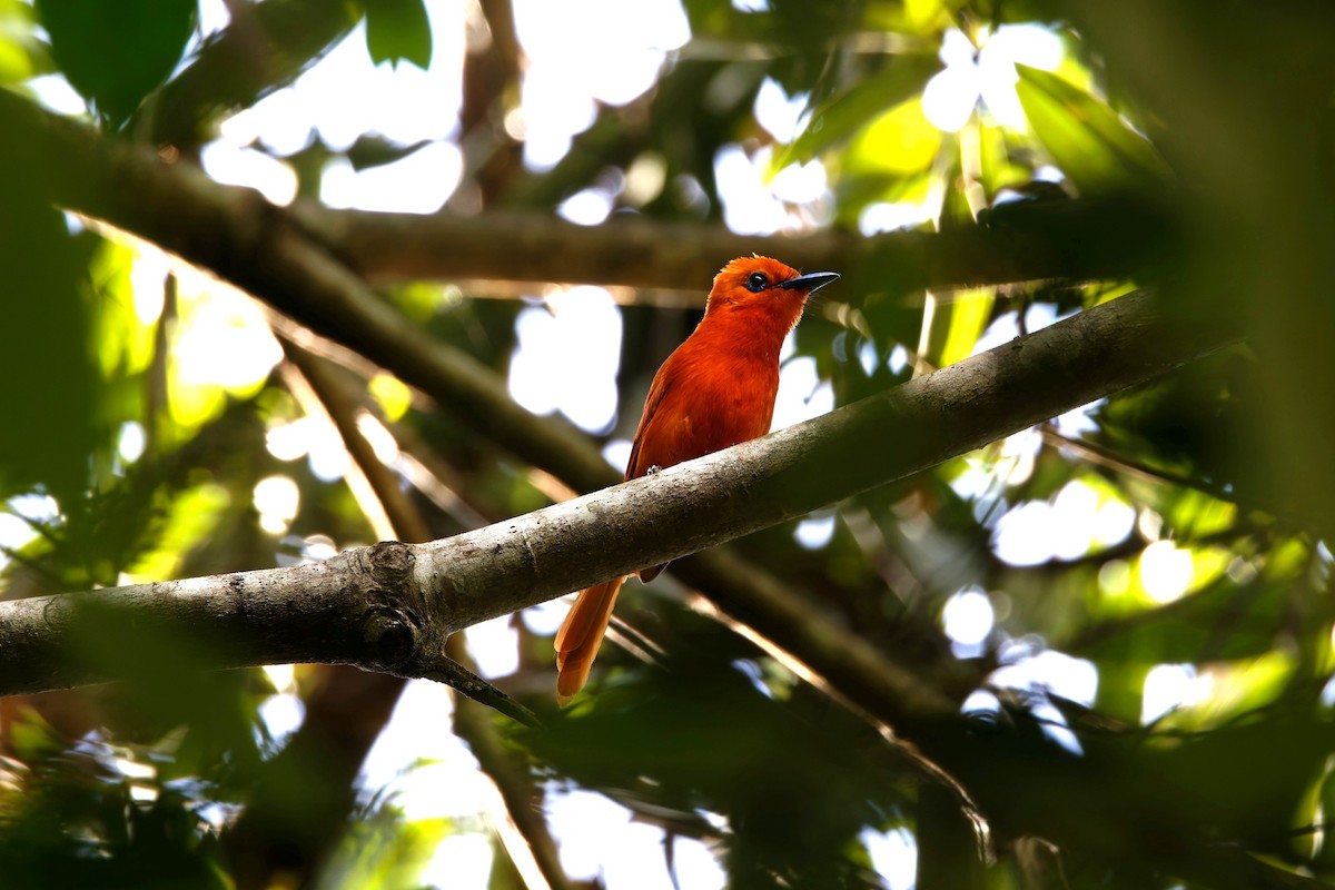 Rufous Paradise-Flycatcher - ML643543486