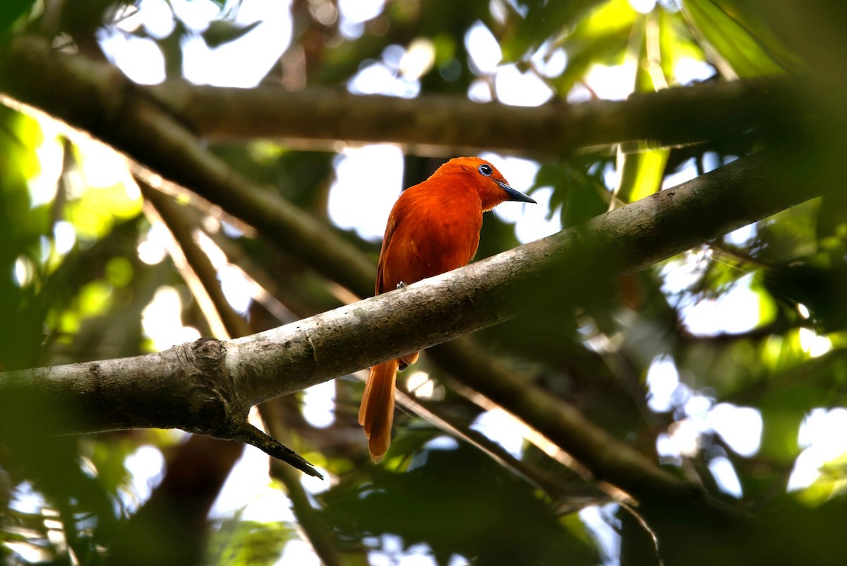 Rufous Paradise-Flycatcher - ML643543487