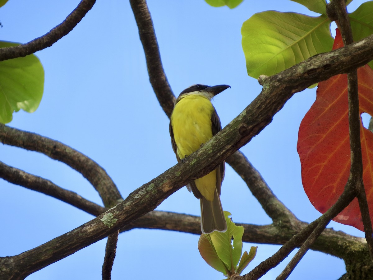 Boat-billed Flycatcher - ML643543488