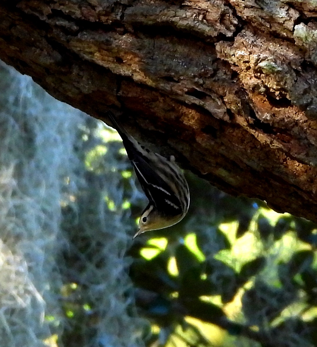 Black-and-white Warbler - ML643543494