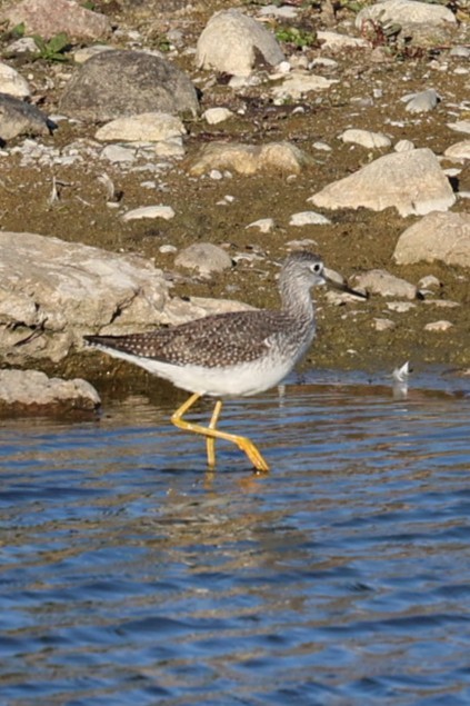Lesser Yellowlegs - ML643543495