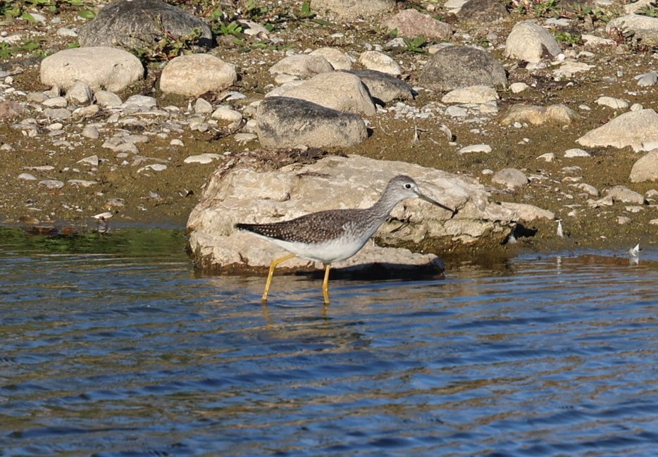 Lesser Yellowlegs - ML643543500