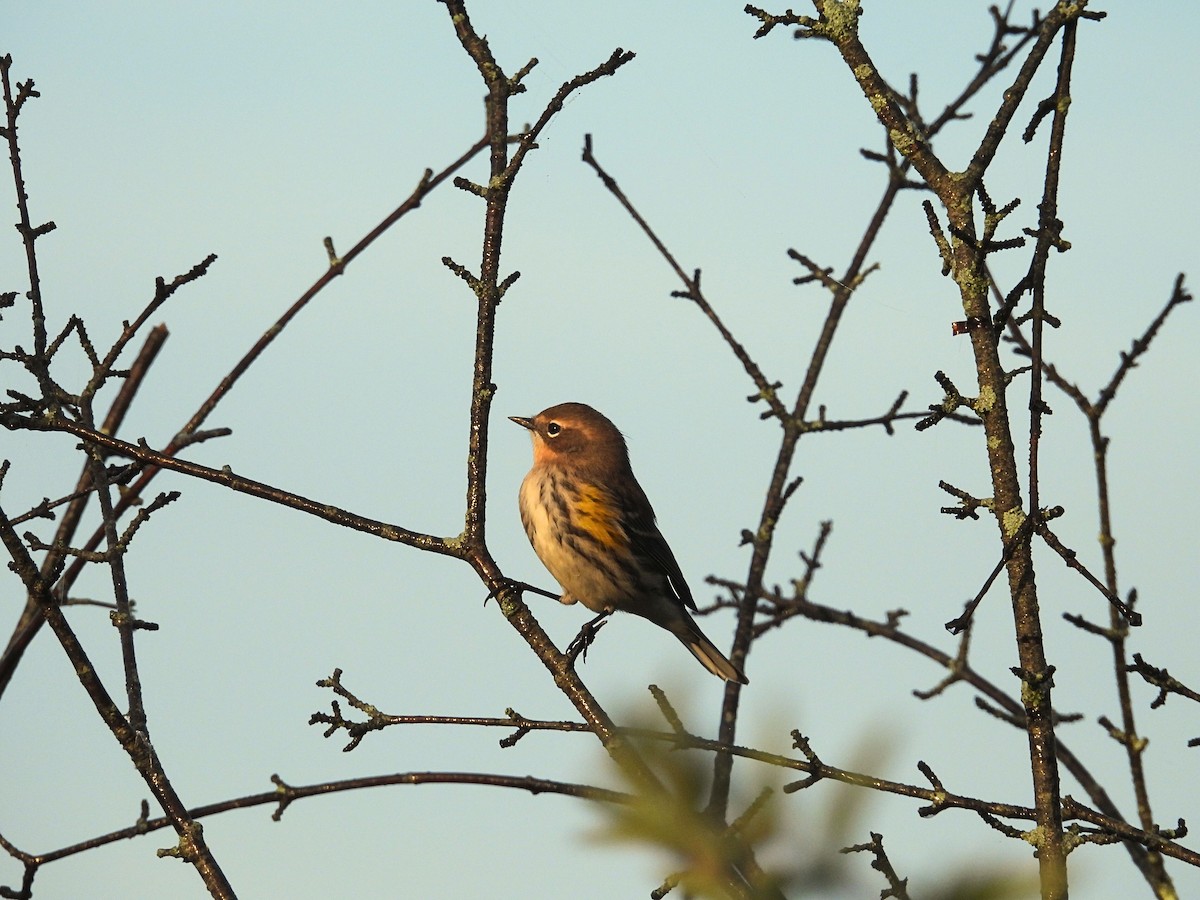 Yellow-rumped Warbler (Myrtle) - ML643543514