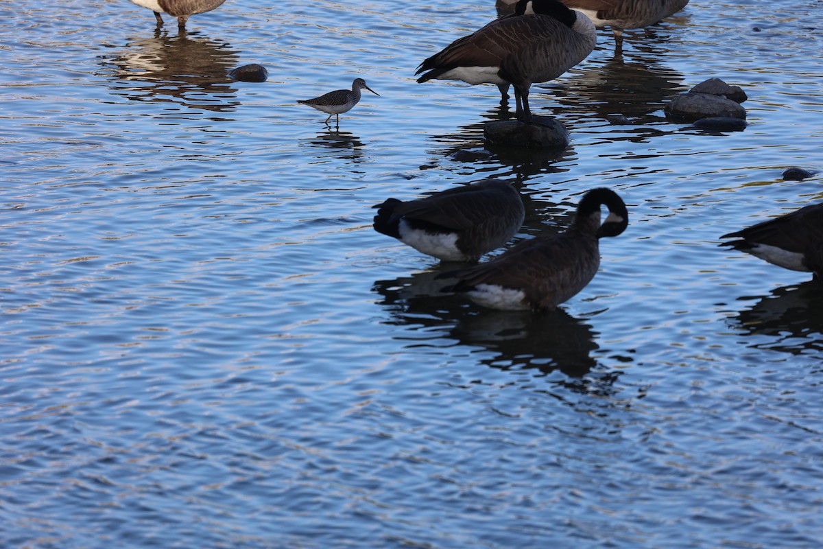 Lesser Yellowlegs - ML643543515