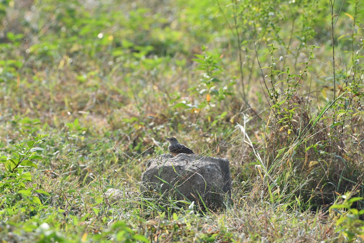 Bengal Bushlark - ML643543519