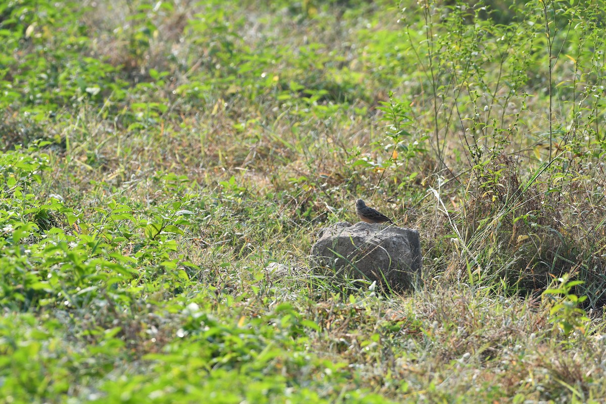 Bengal Bushlark - ML643543520