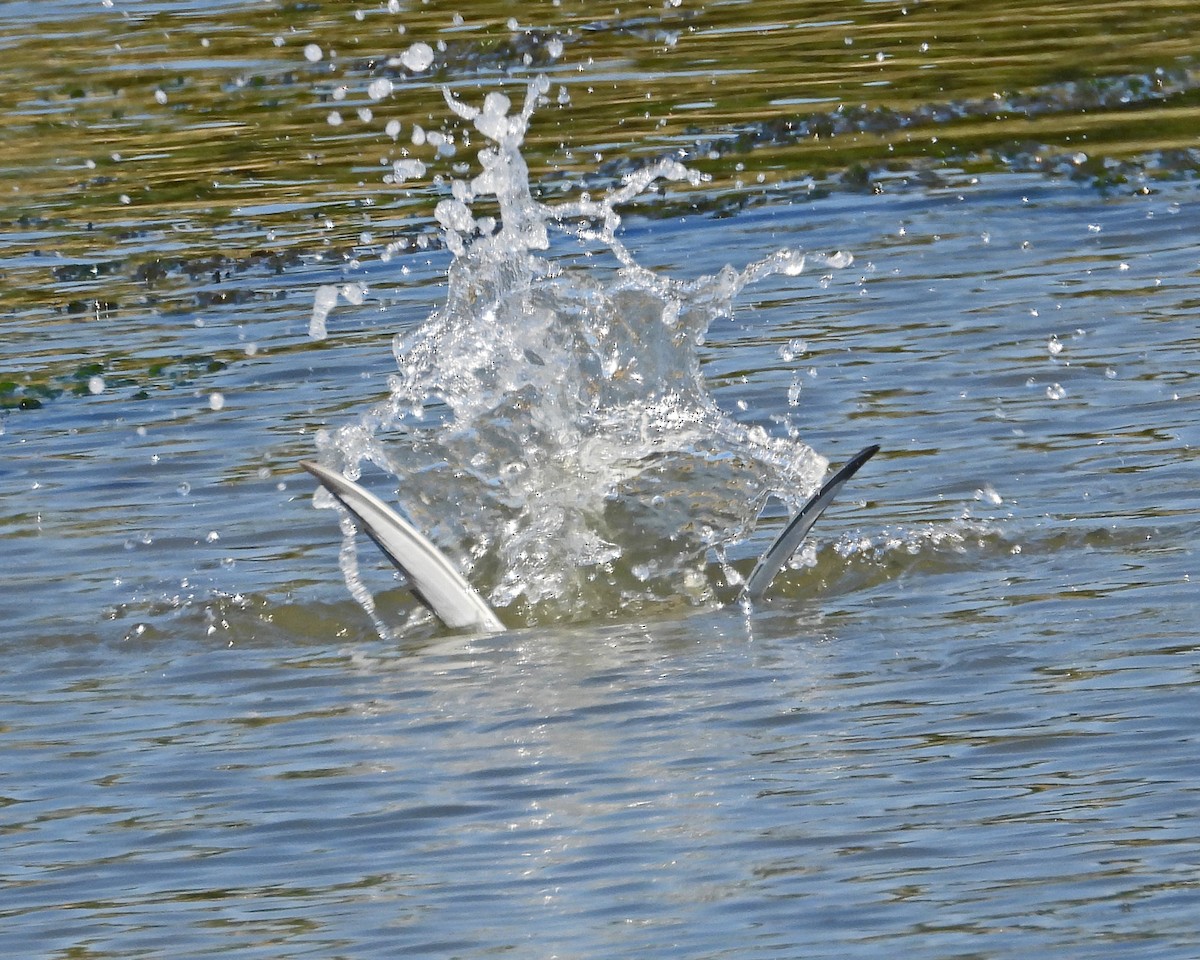 Common Tern - ML643543527
