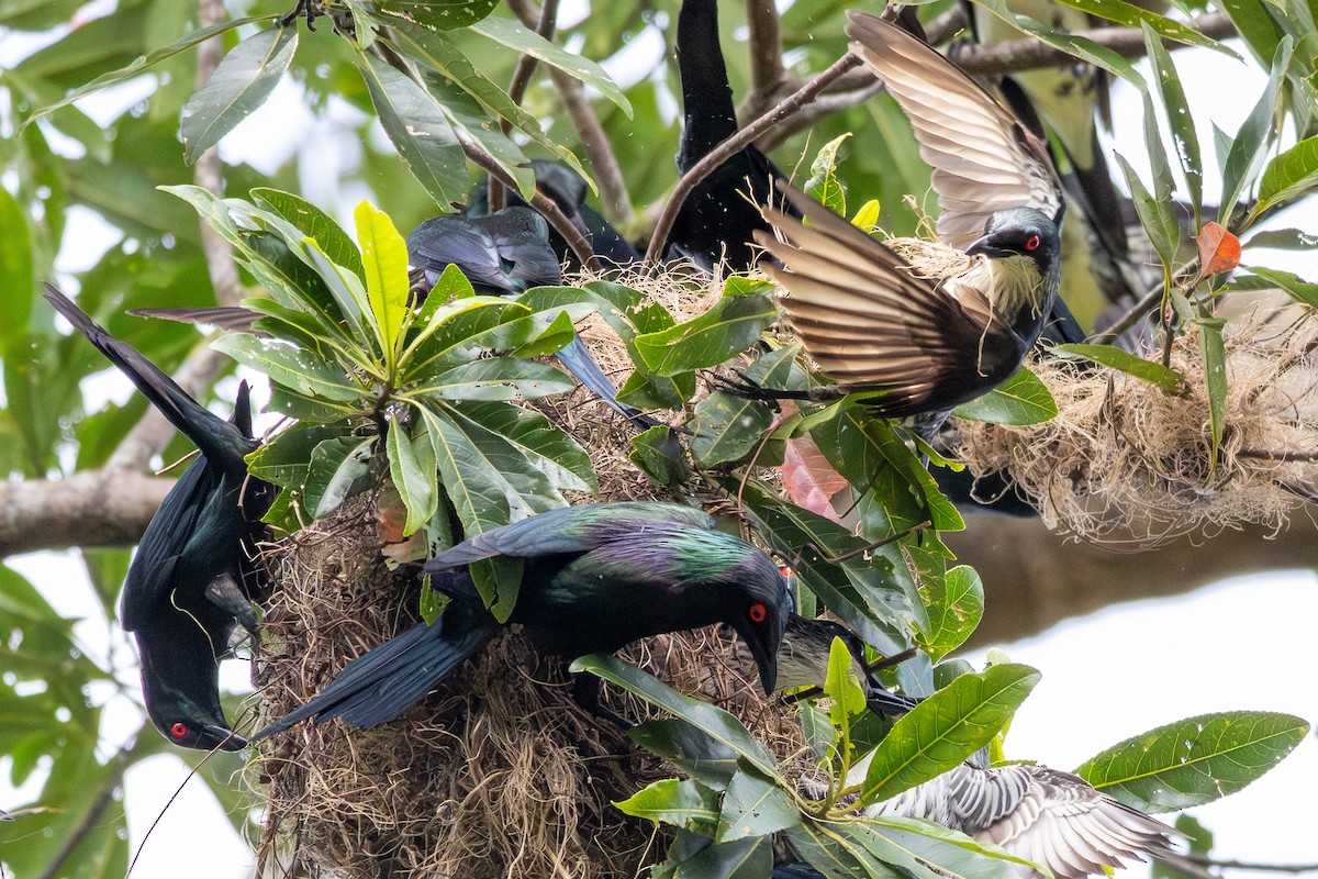 Metallic Starling (Metallic) - ML643543535