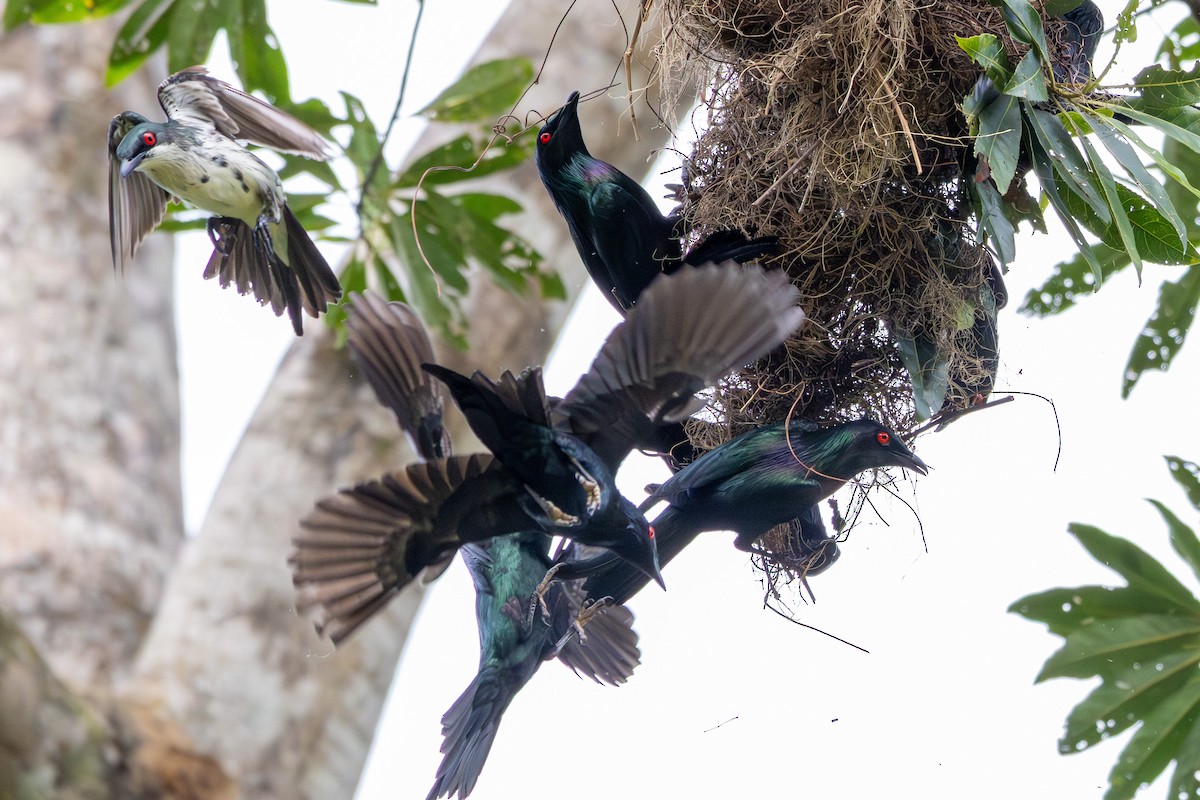 Metallic Starling (Metallic) - ML643543536