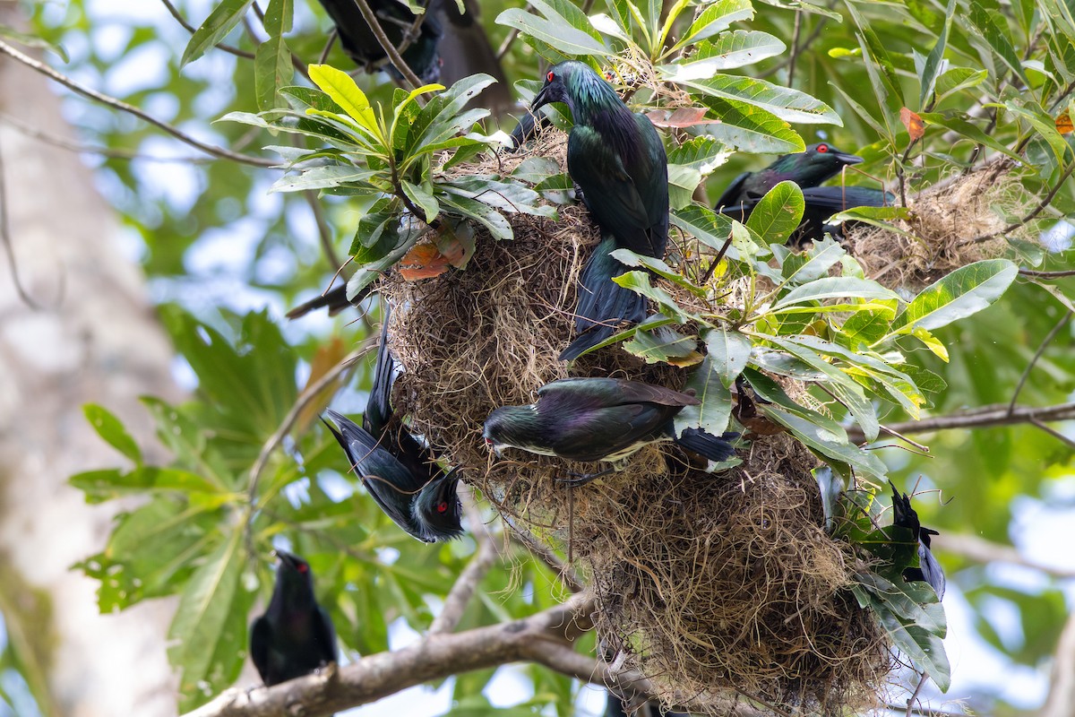 Metallic Starling (Metallic) - ML643543537