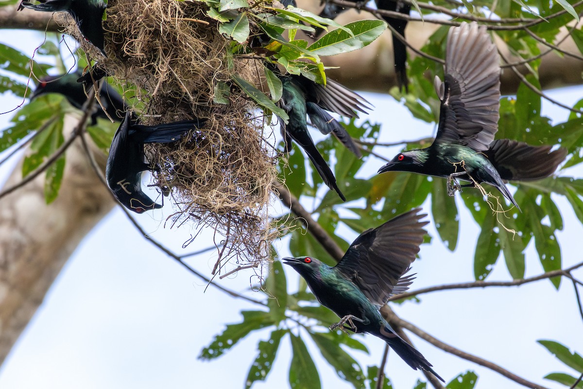 Metallic Starling (Metallic) - ML643543538