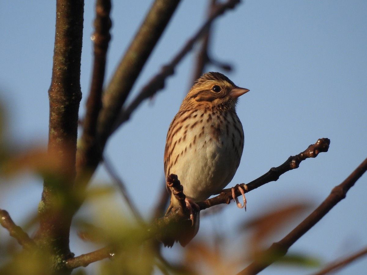 Savannah Sparrow (Savannah) - ML643543544