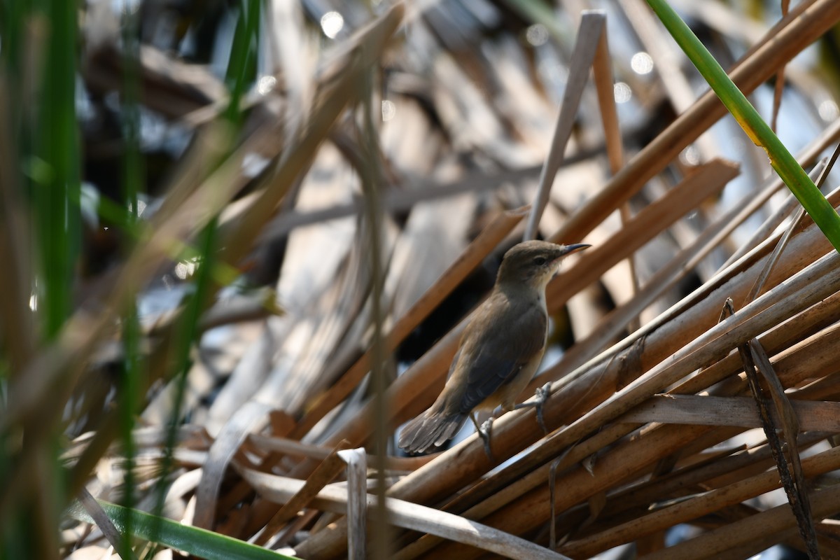 Clamorous Reed Warbler - ML643543550