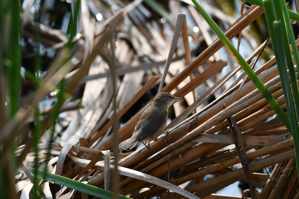 Clamorous Reed Warbler - ML643543551