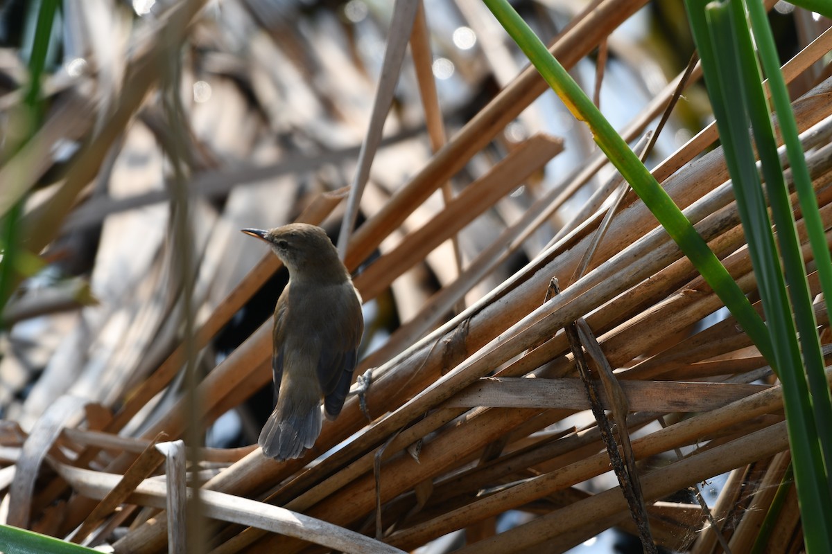 Clamorous Reed Warbler - ML643543552