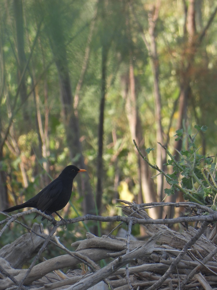 kos černý - ML643543553