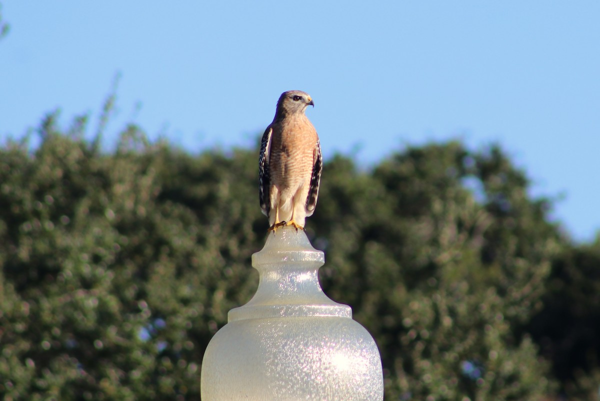 Red-shouldered Hawk - ML643543559