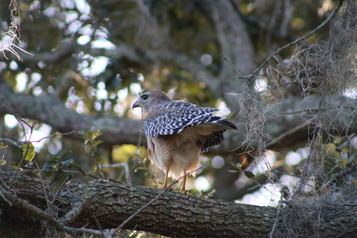 Red-shouldered Hawk - ML643543560