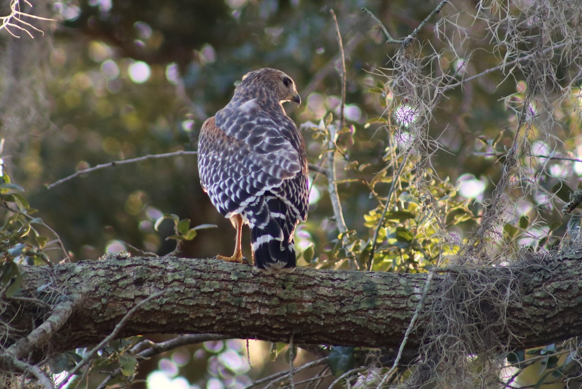 Red-shouldered Hawk - ML643543561