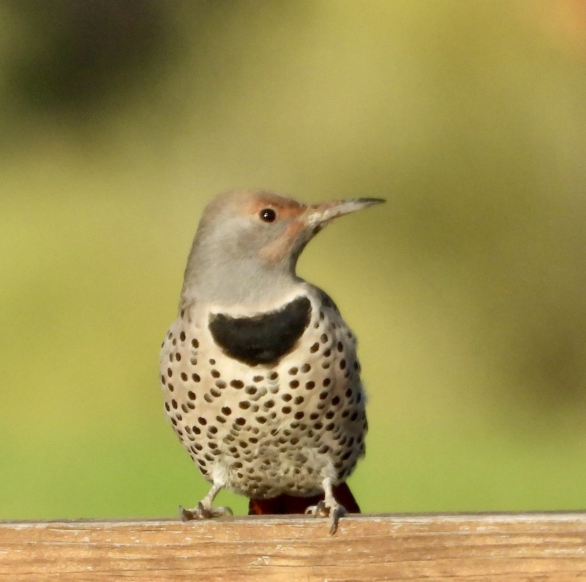 Northern Flicker - ML643543584