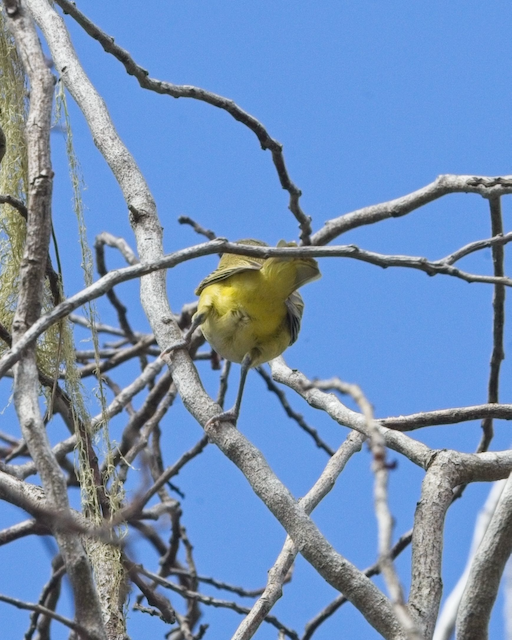 Yellow-green Vireo - ML643543596