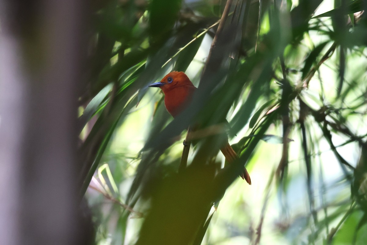 Rufous Paradise-Flycatcher - ML643543608