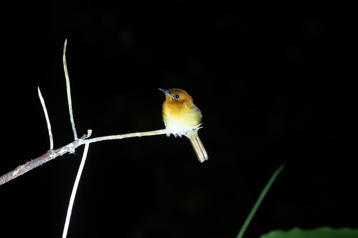Rufous Paradise-Flycatcher - ML643543612