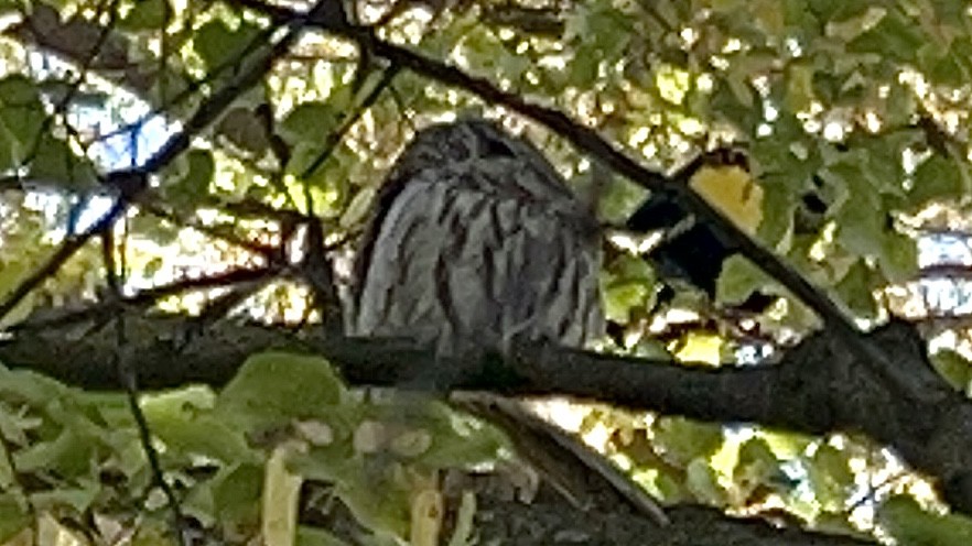 Barred Owl - ML643543626