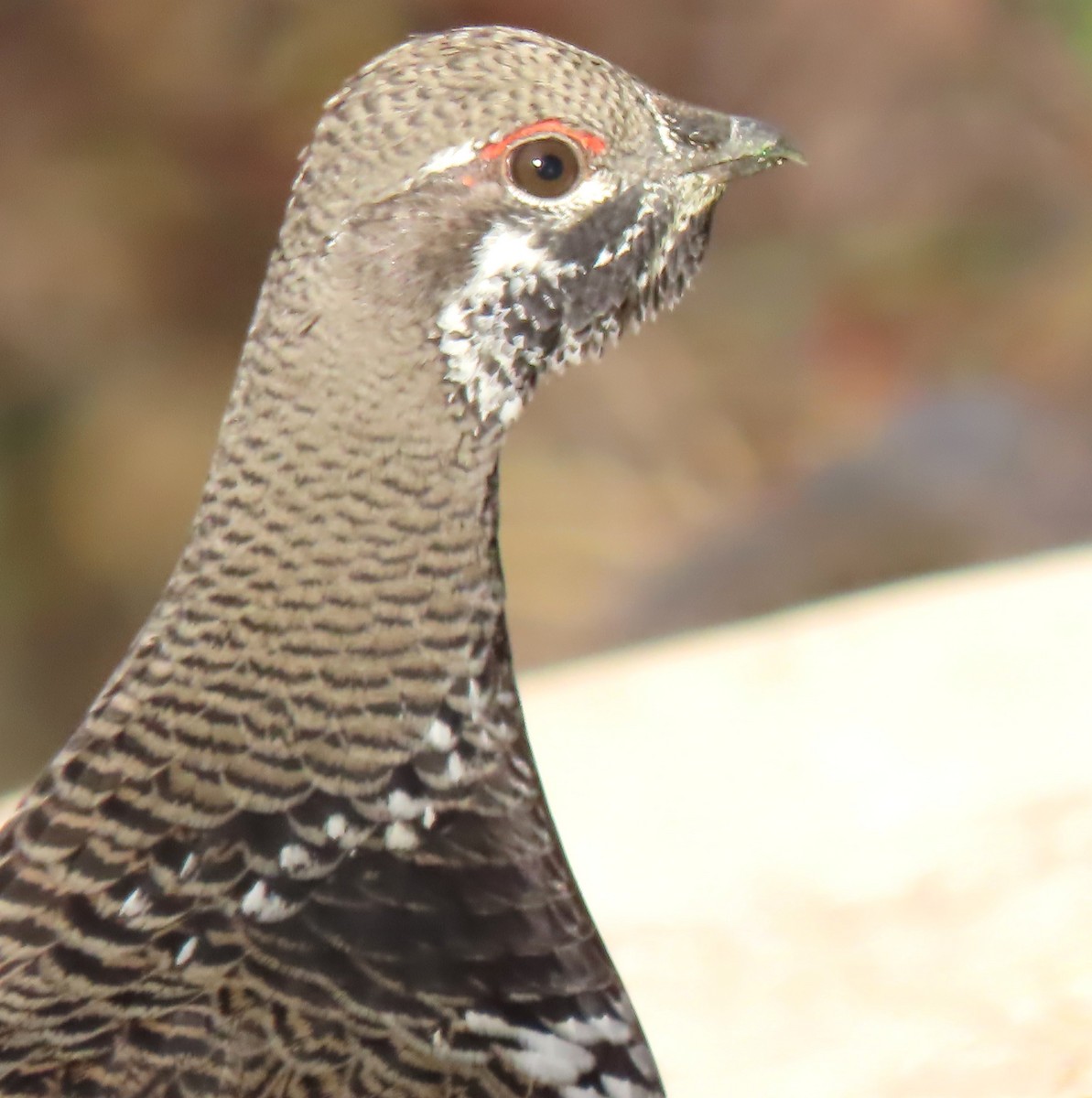 Spruce Grouse - ML643543627